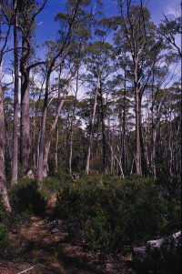 Il sottobosco tutto muschi