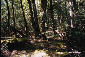 Il sottobosco tutto muschi