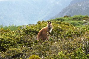 Il nostro primo wallaby